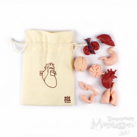 Figurki narządów wewnętrznych człowieka