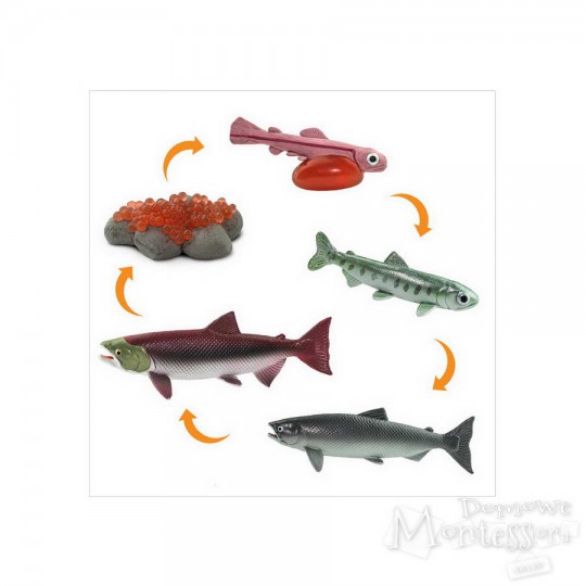 Cykl życia łososia