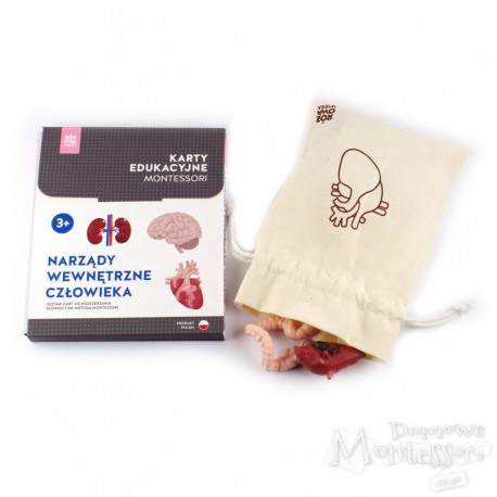 Narządy wewnętrzne człowieka (komplet karty i figurki)