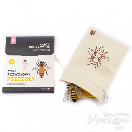 Cykl rozwojowy pszczoły (komplet karty i figurki)