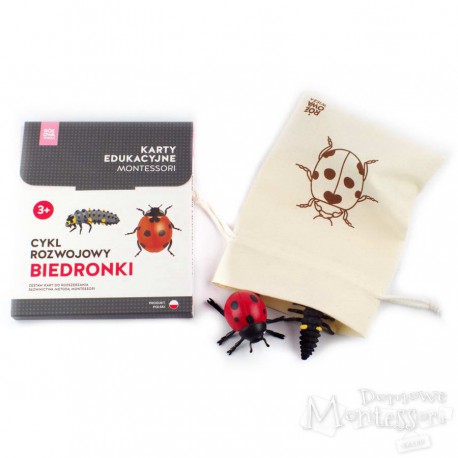 Cykl rozwojowy biedronki (komplet karty i figurki)