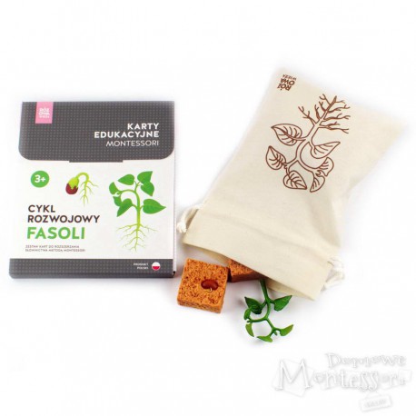 Cykl rozwojowy fasoli (komplet karty i figurki)