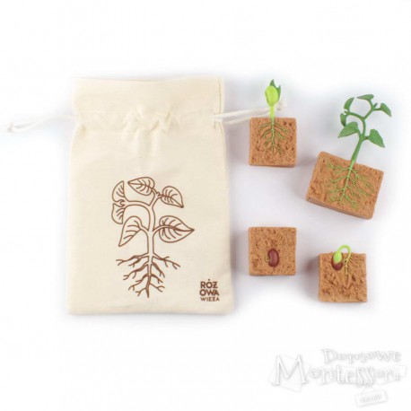 Figurki cykl życia fasoli w woreczku