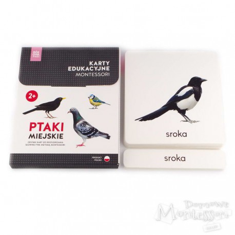 Karty - ptaki miejskie