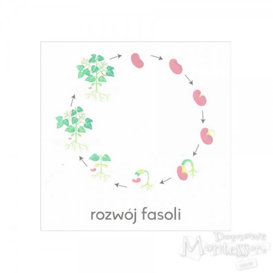 Karty - rozwój fasoli - do samodzielnego wydruku