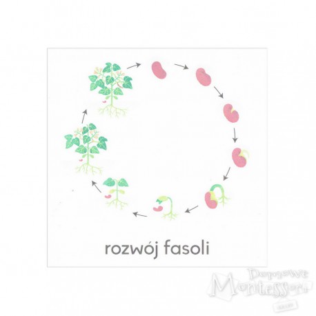 Karty - rozwój fasoli - do samodzielnego wydruku