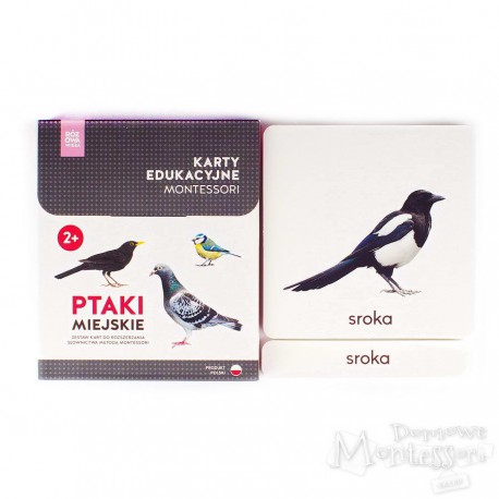 Karty - ptaki miejskie + memo