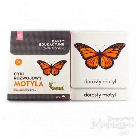 Karty - cykl rozwojowy motyla