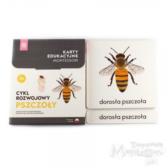 Karty - cykl rozwojowy pszczoły