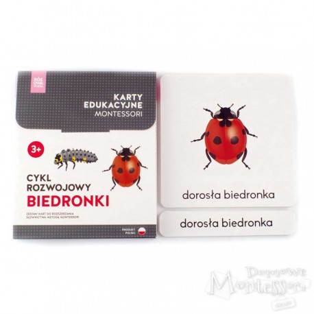 Karty - cykl rozwojowy biedronki