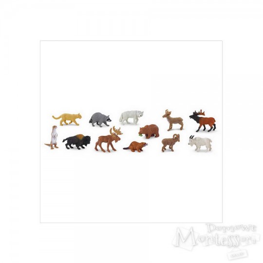 Tuba - Ameryka północna