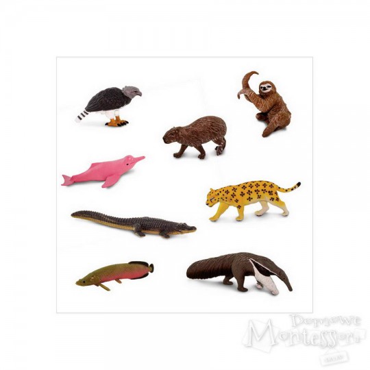 Tuba - Ameryka południowa