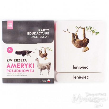 Karty - zwierzęta Ameryki Południowej + memo