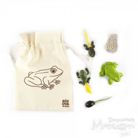 Figurki cykl życia żaby w woreczku