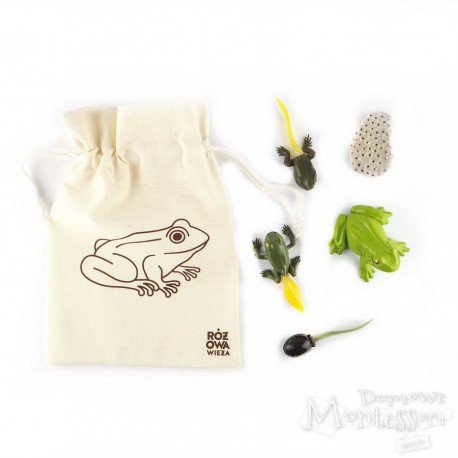 Figurki cykl życia żaby w woreczku